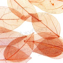 Скелетированные листья коричневые ~ 45-90 мм (10 шт)