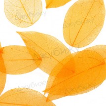 Скелетированные листья оранжевые ~ 45-90 мм (10 шт)